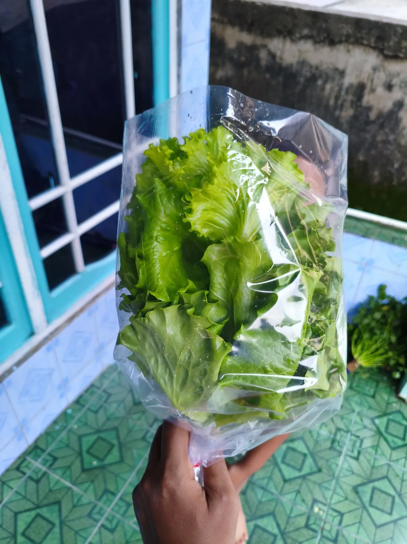 Selada hidroponik segar Seladara
